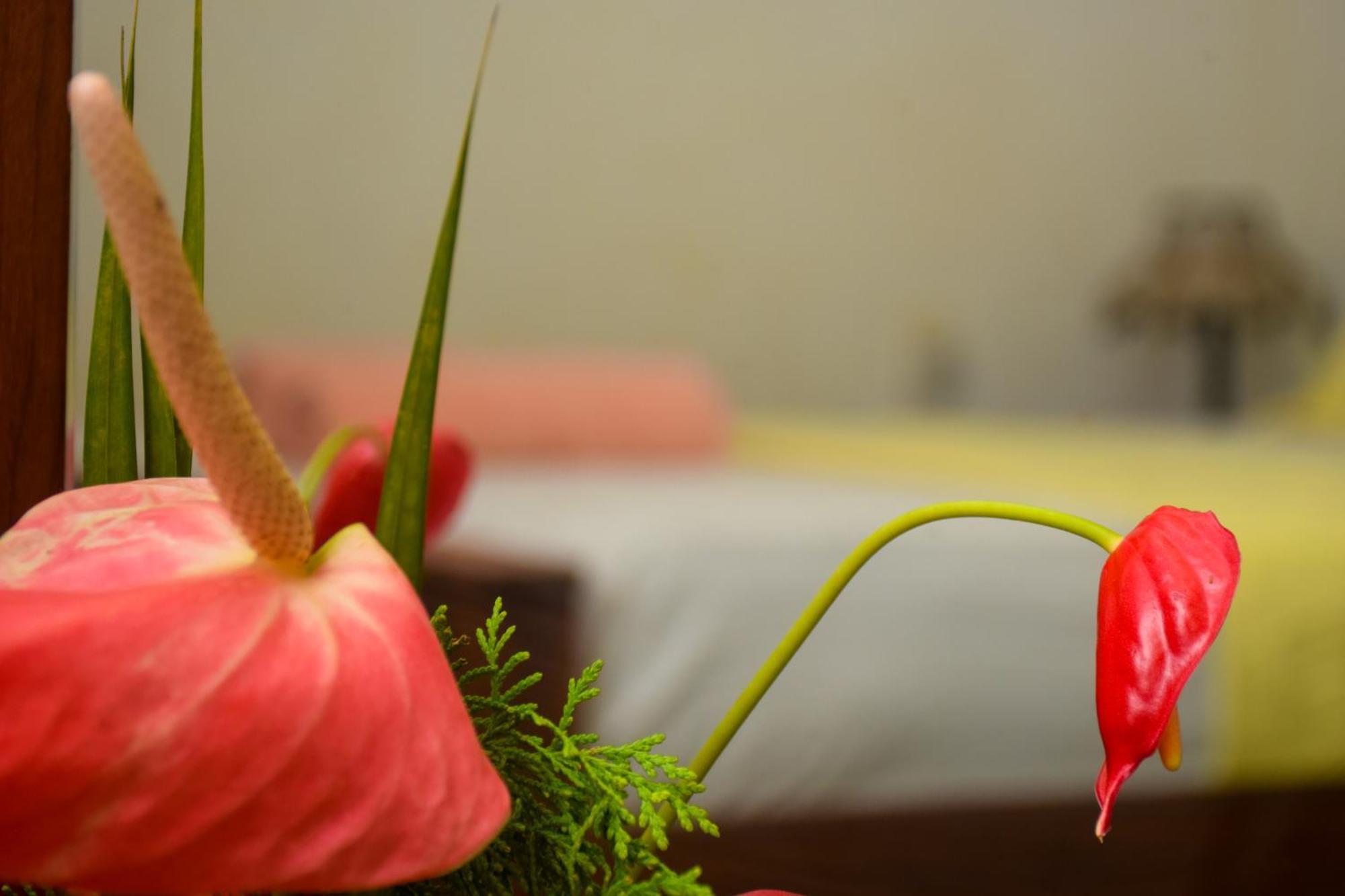 Senu Homestay 锡吉里亚 外观 照片